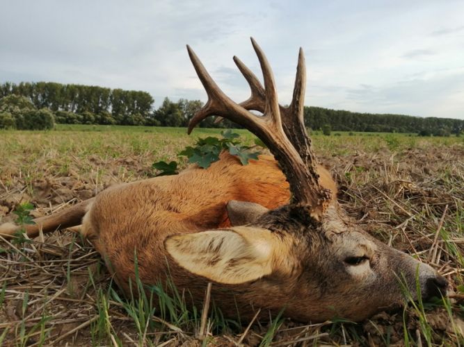 Őzbak vadászat Cigánd