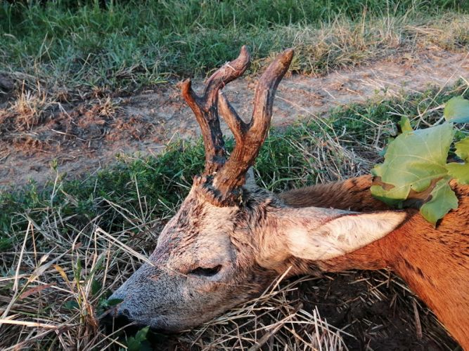 Őzbak vadászat Cigánd