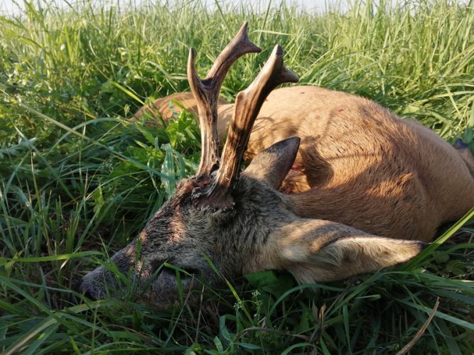 Őzbak vadászat Cigánd