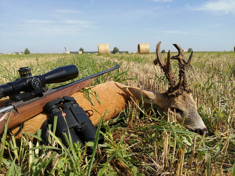 cigándi nagy őzbak