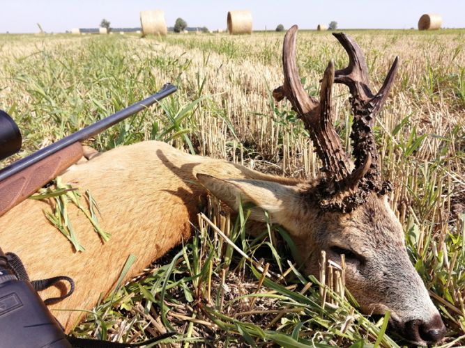 Őzbak vadászat Cigánd